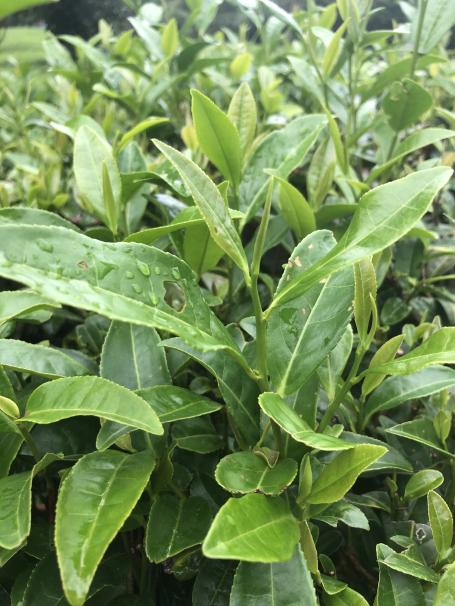 湘波綠2號 湘波綠2號