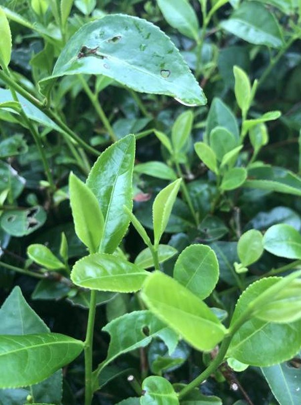 福鼎大白 福鼎大白