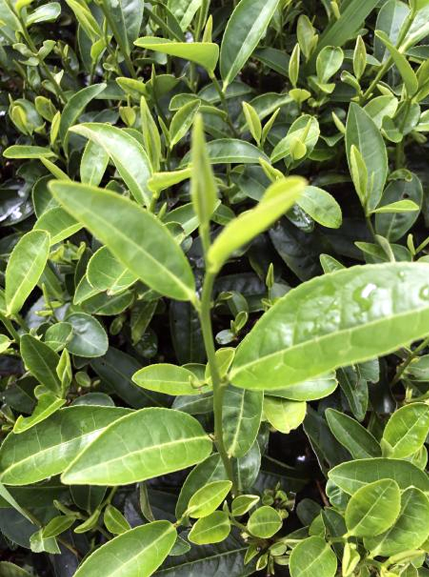 浙農117.png 浙農117.png