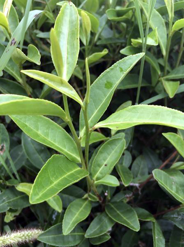 安吉白茶.png 安吉白茶.png