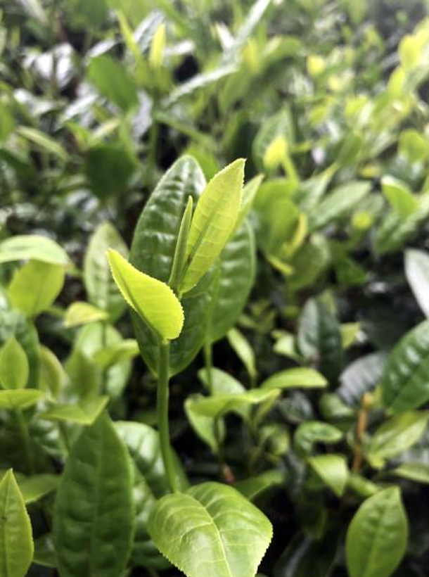 福云8號(hào)1.png 福云8號(hào)1.png