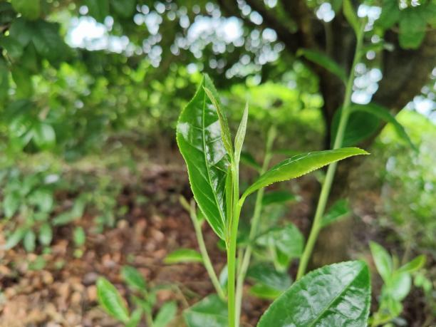 黃金78.png 黃金78.png