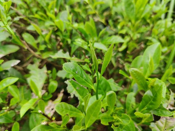 黃金2號 黃金2號