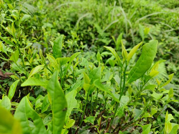 黃金56號 黃金56號