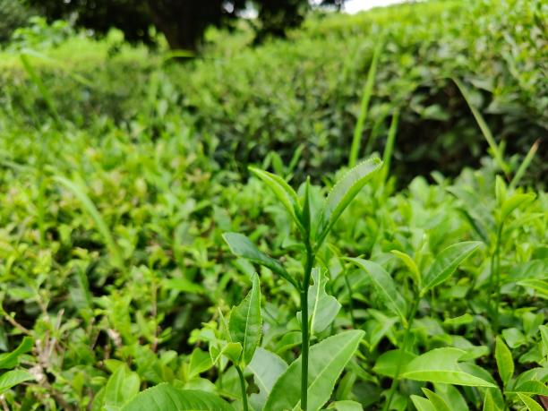 湘豐12號(79-42-28) 湘豐12號(79-42-28)