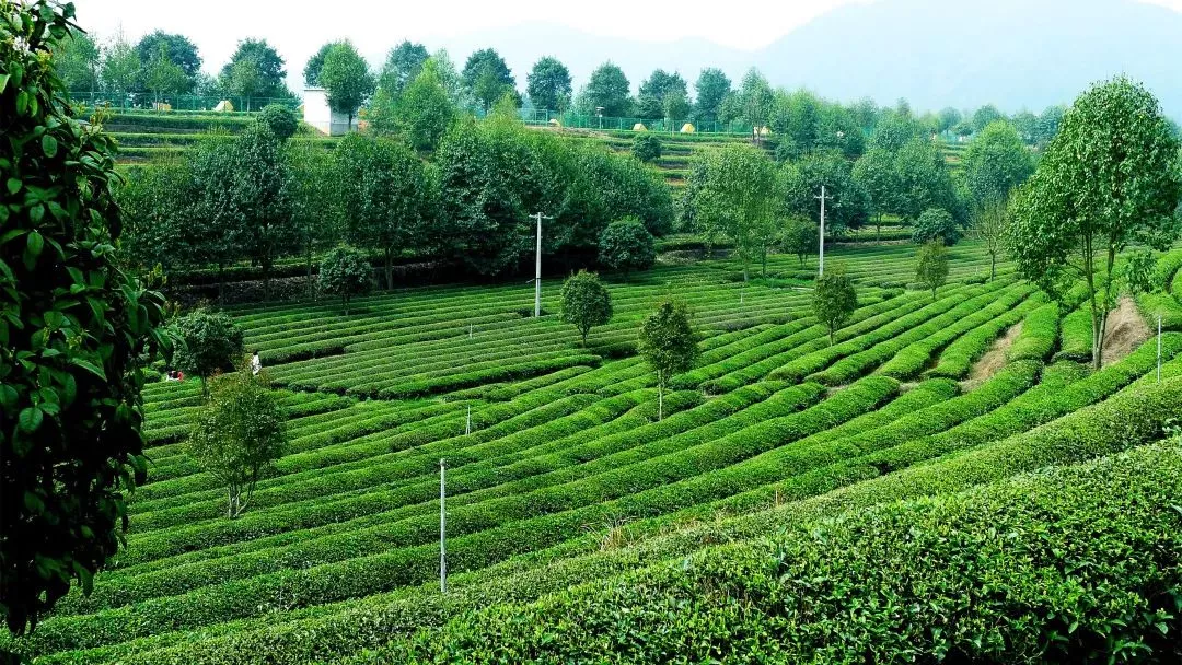 湘豐茶業(yè)莊園—百茶園1.png 湘豐茶業(yè)莊園—百茶園1.png