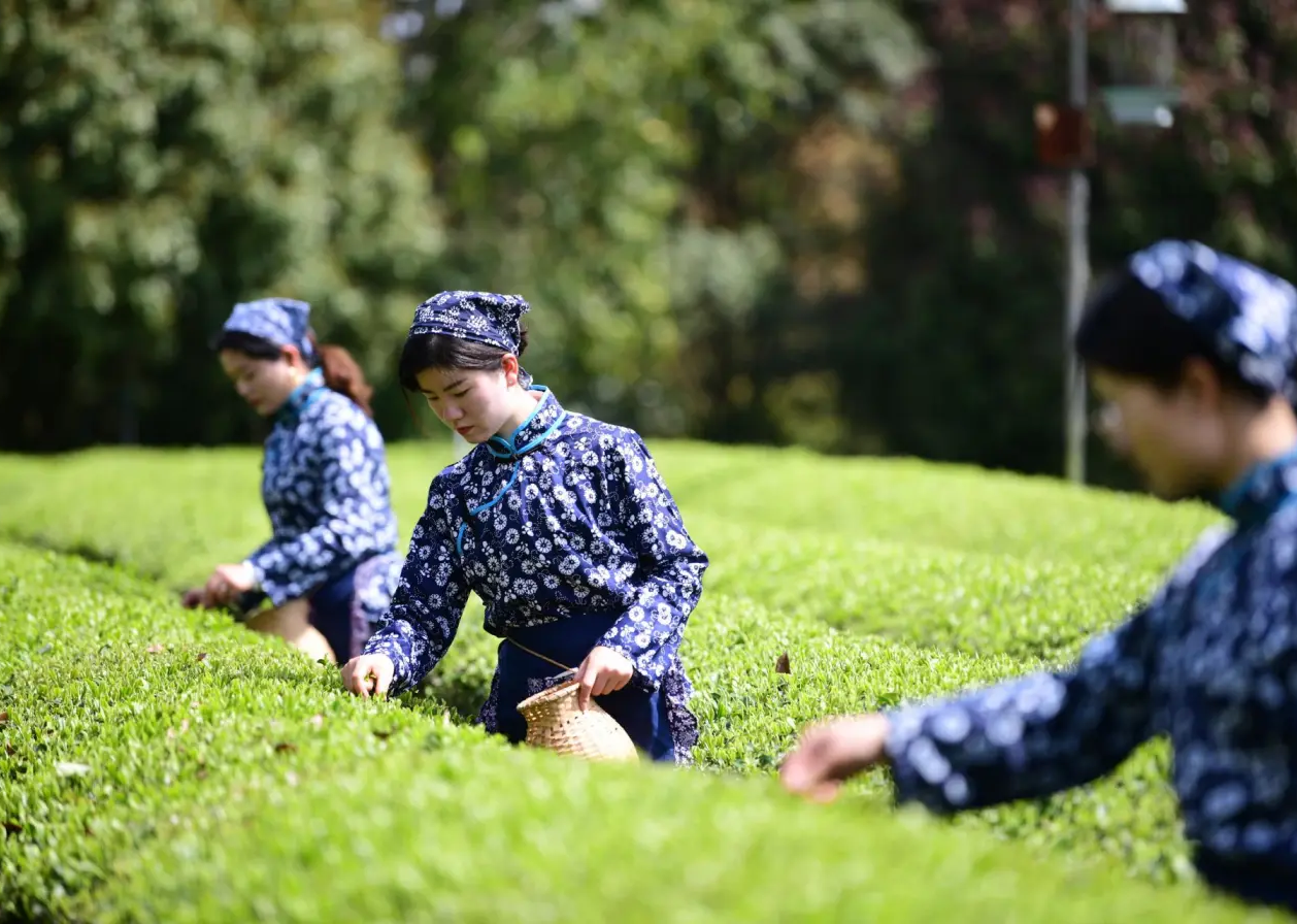 今年春茶品質比往年更好 今年春茶品質比往年更好