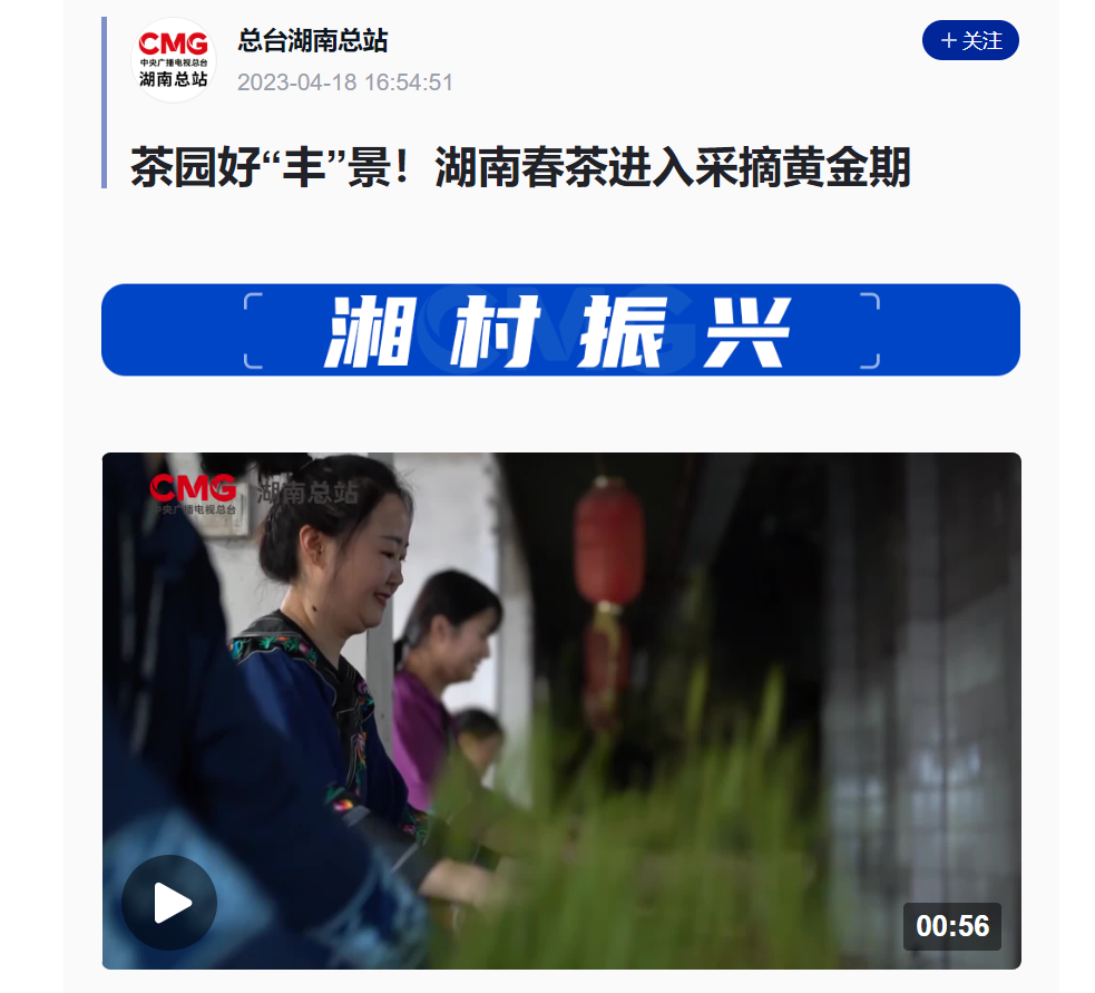 茶園好“豐”景！湖南春茶進入采摘黃金期